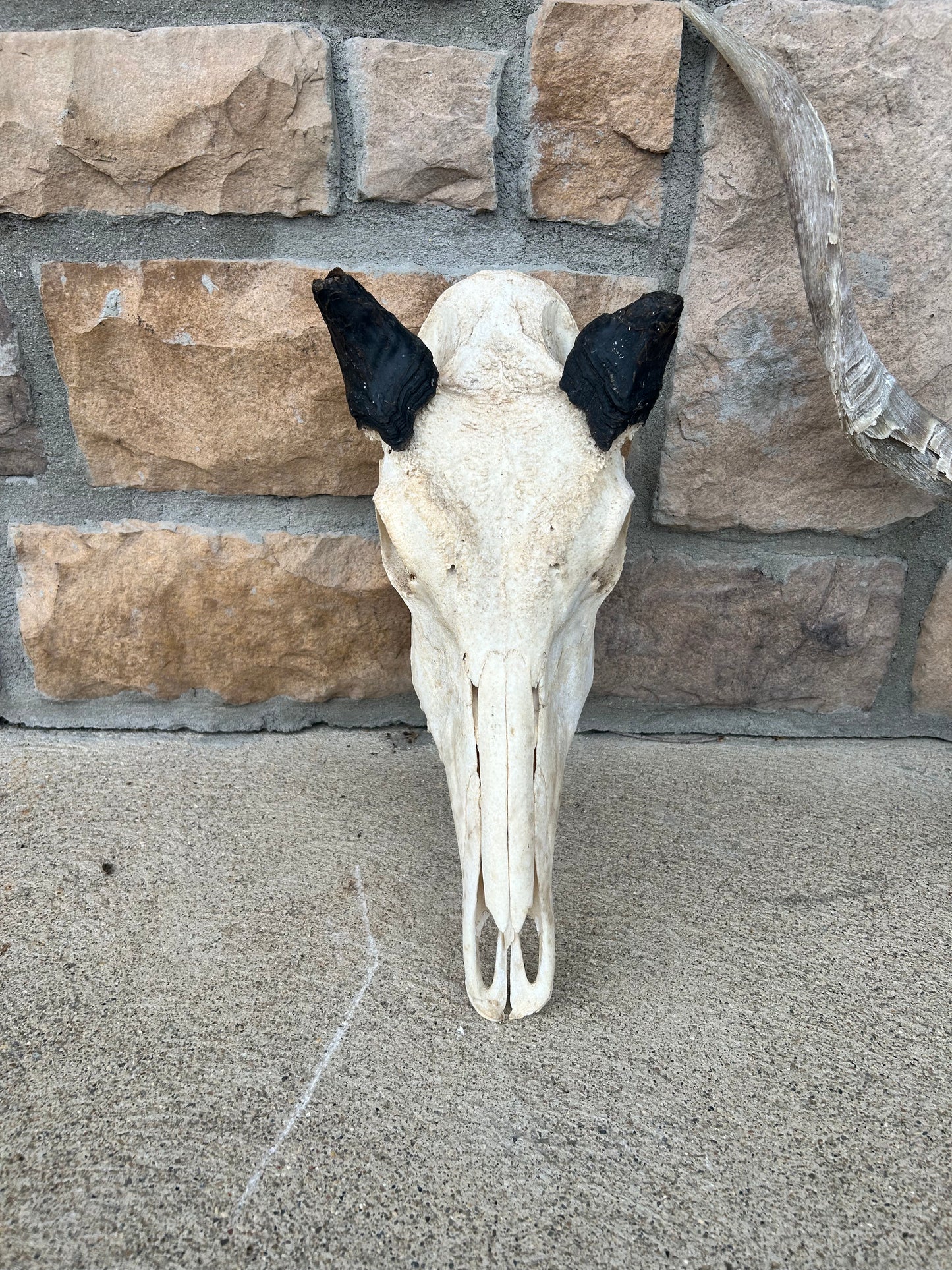 (408) nilgai short horn skull