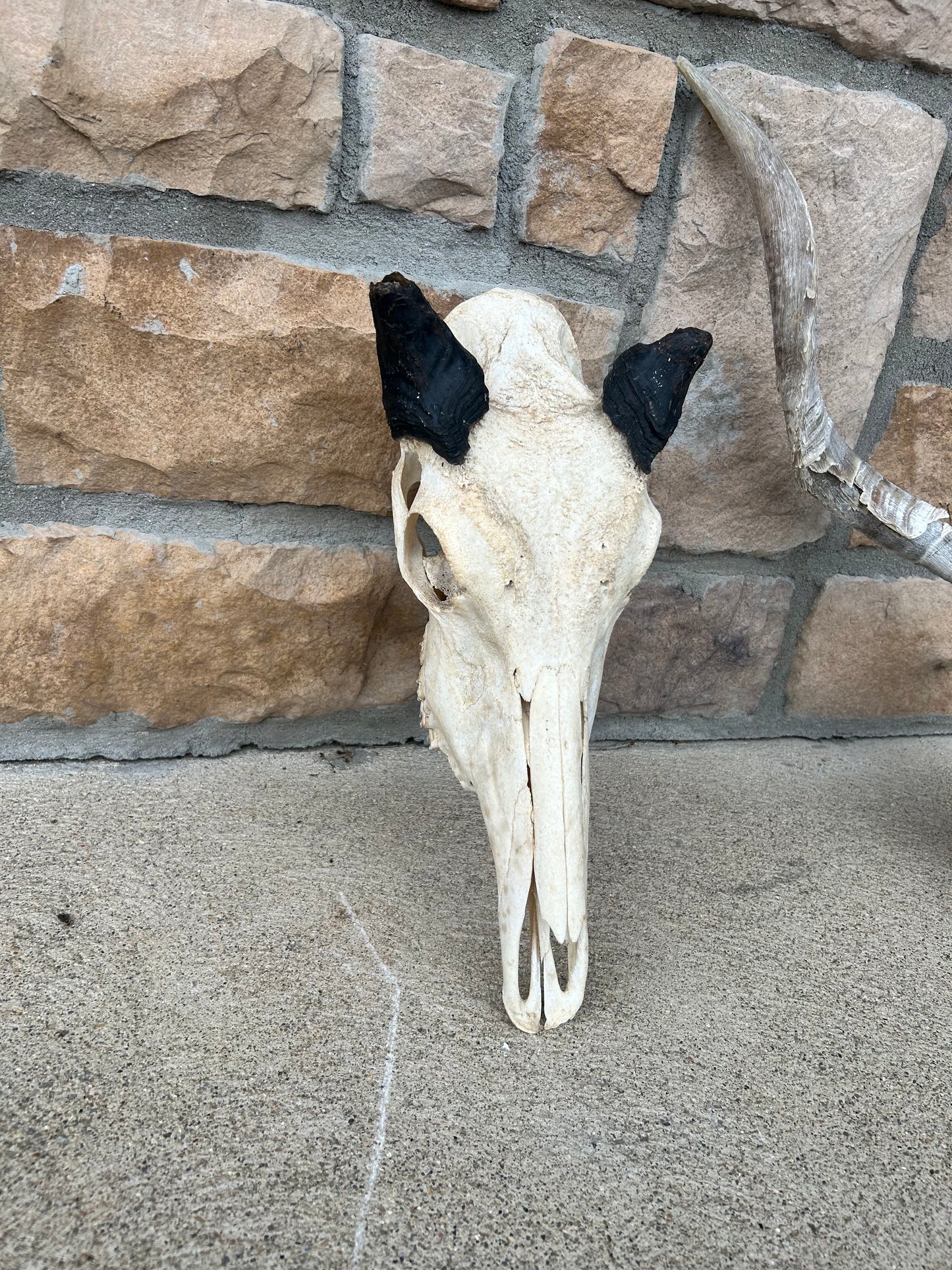 (408) nilgai short horn skull