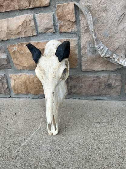 (408) nilgai short horn skull