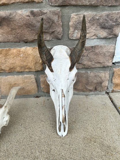 (409)nilgai skull large horns