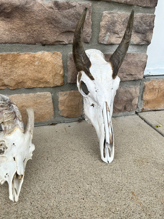 (409)nilgai skull large horns