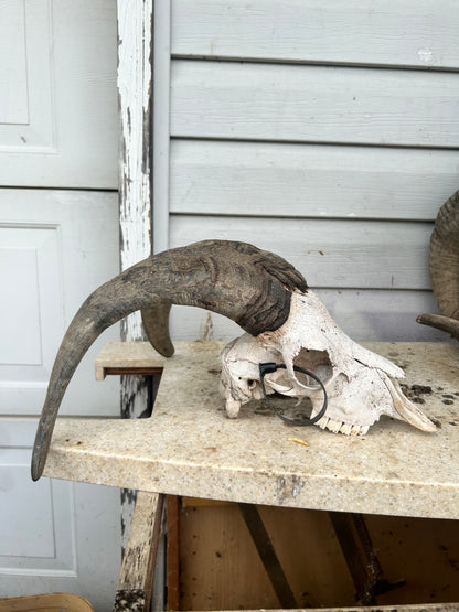 Goat skull