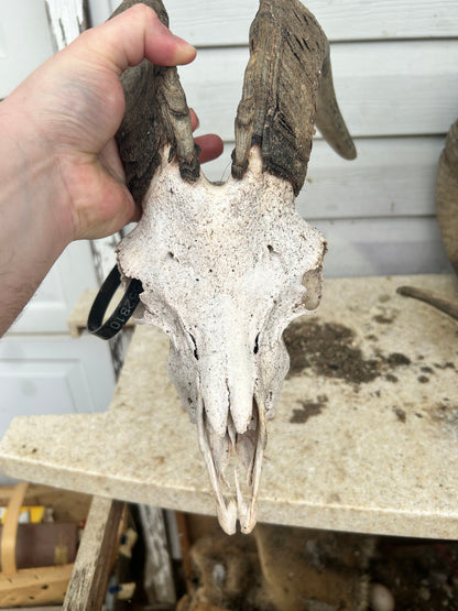 Goat skull