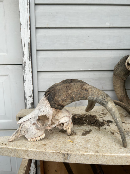 Goat skull