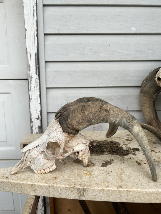 Goat skull