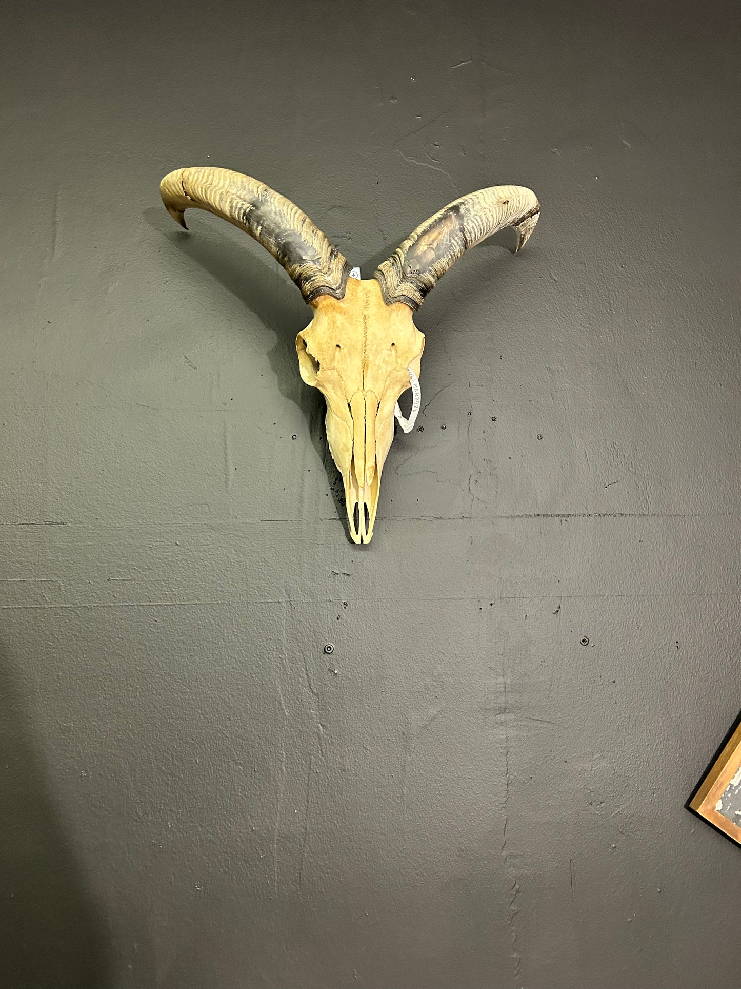 (553) Natural Aoudad skull