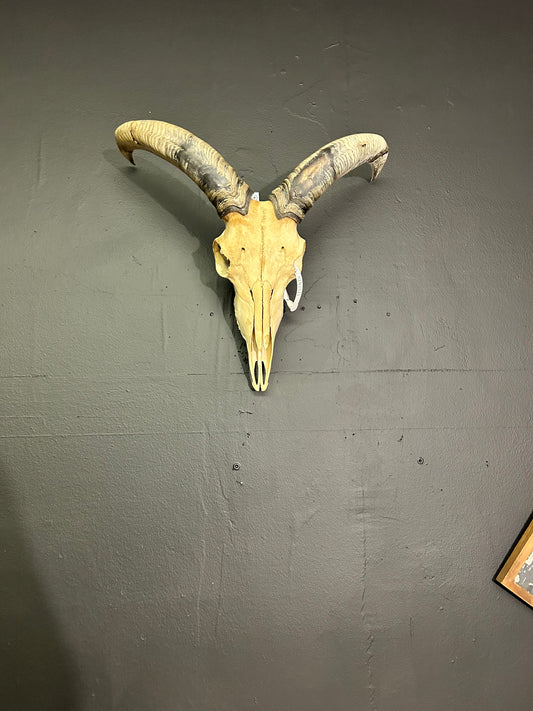 (553) Natural Aoudad skull