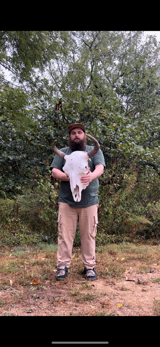 American bison skull (buffalo) 7552337