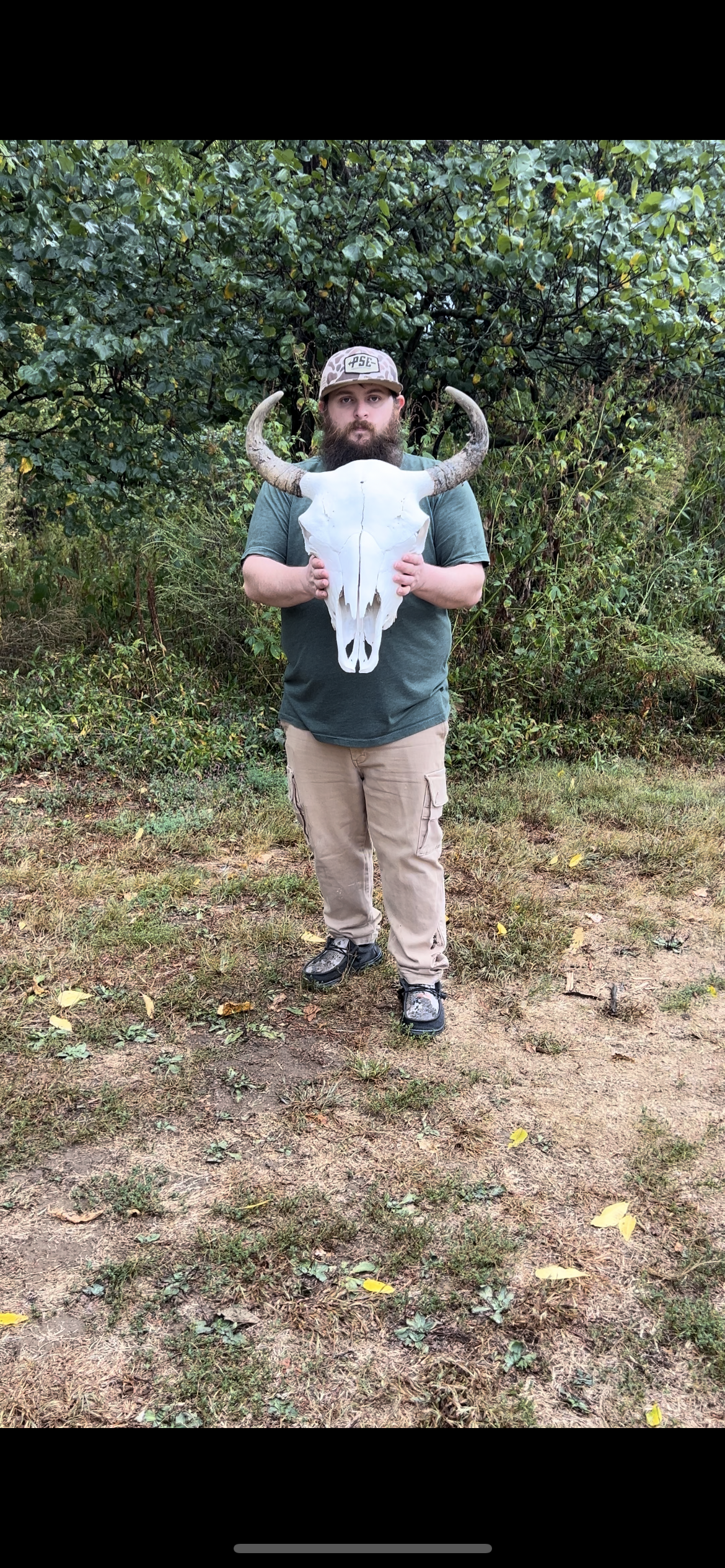 American bison skull (buffalo) 7552337