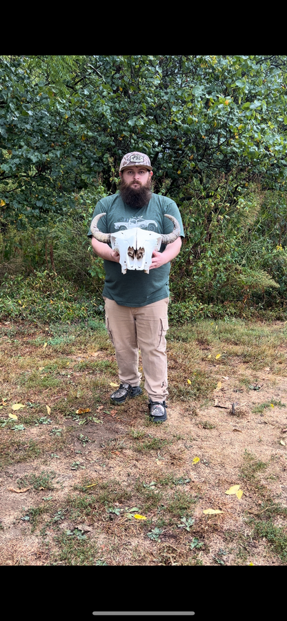 American bison skull (buffalo) 7552337